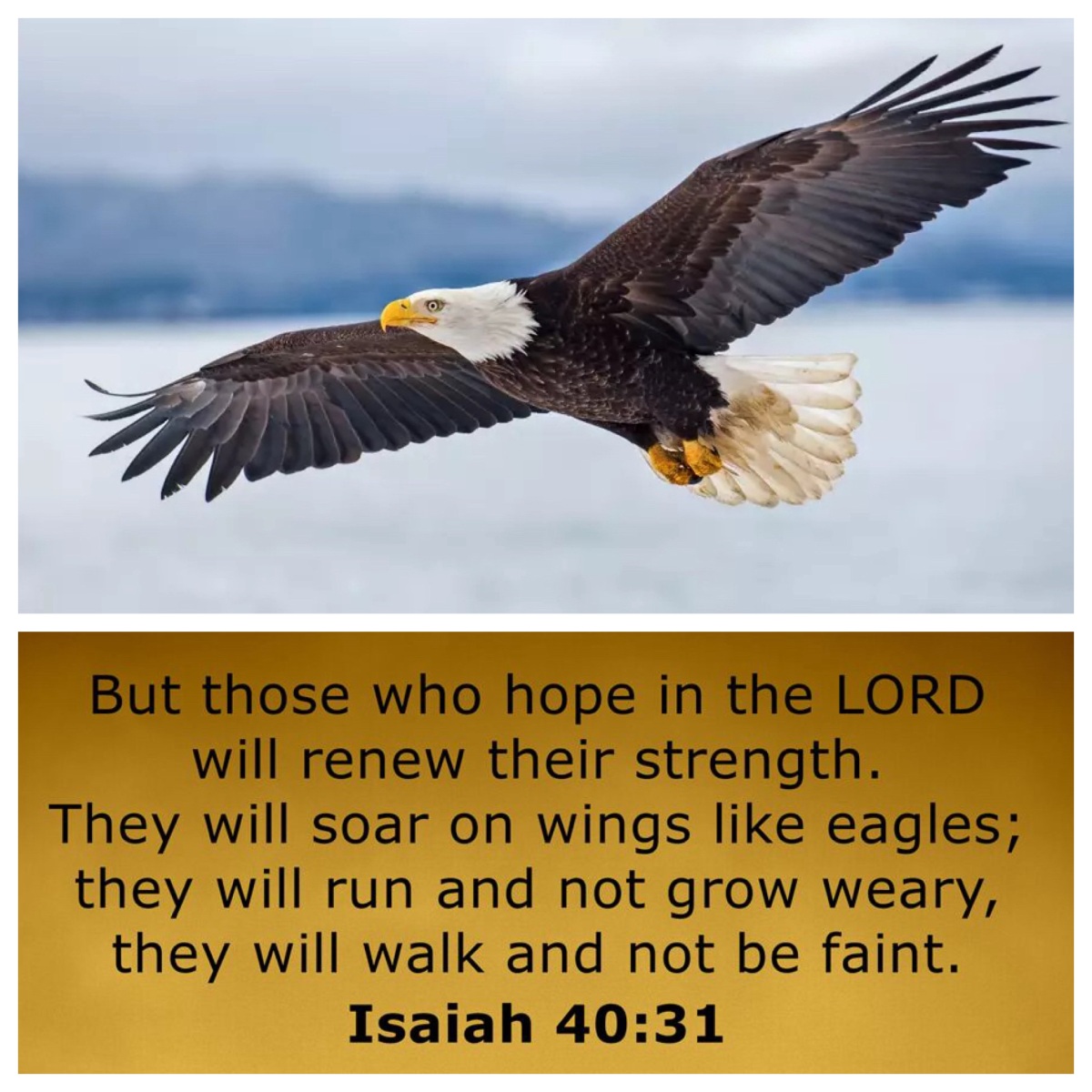 With wings like eagles (Isa 40; Epiphany 5B)