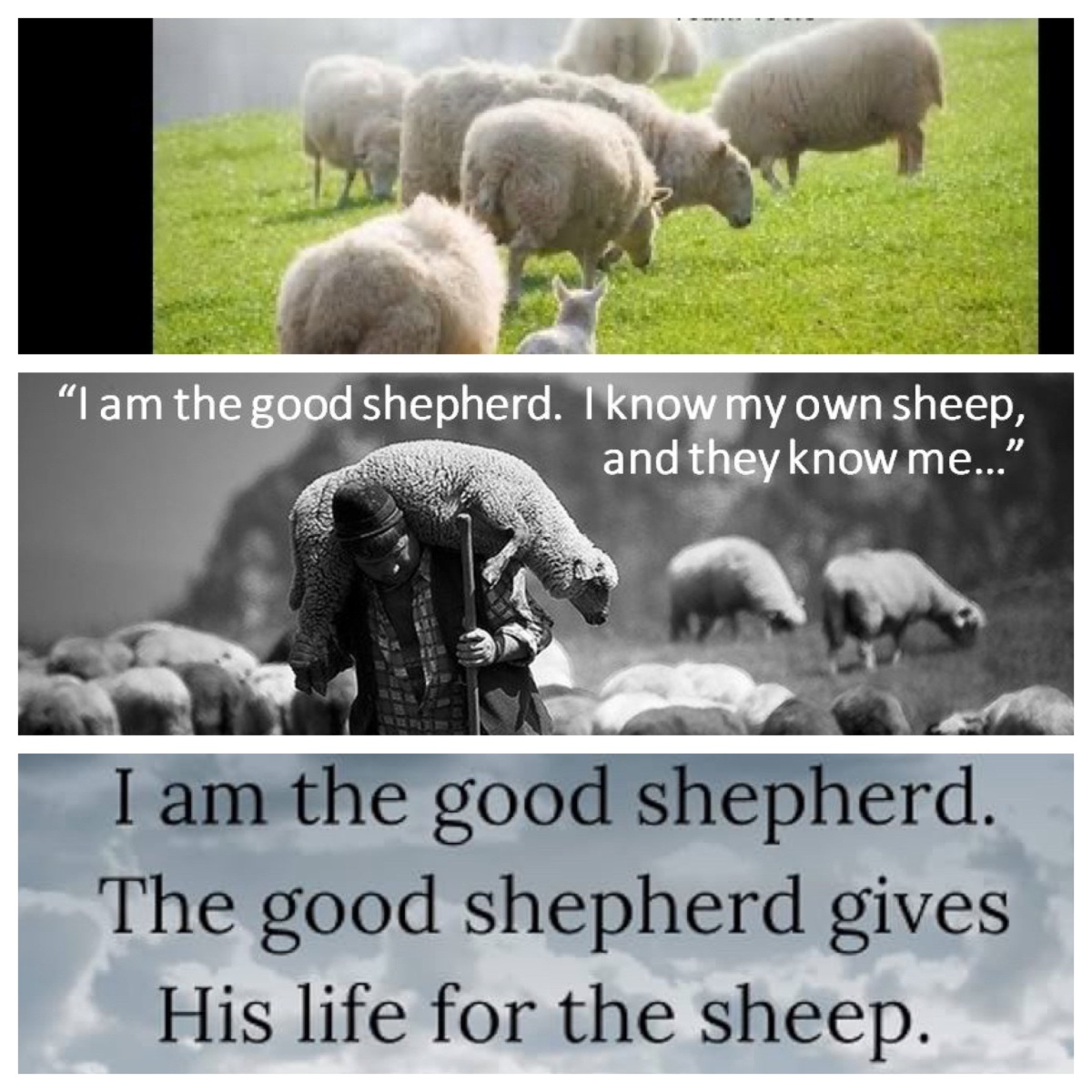 I am the good shepherd [who] lays down his life for the sheep (John 10; Easter 4B)